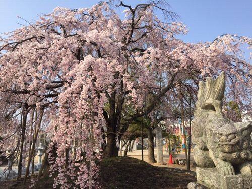 観音神社 枝垂れ桜と狛犬