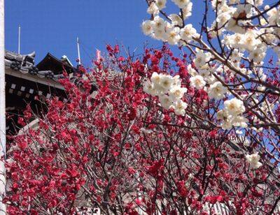 廿日市天満宮・梅の花