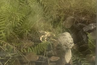 白蛇神社・白蛇