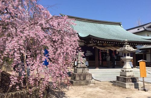 観音神社の枝垂れ桜