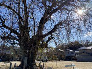 吉備津神社・銀杏の木